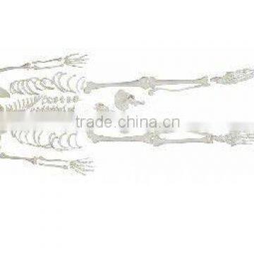 Disarticulated Skeleton with Skull