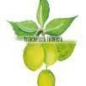 NEEM OIL