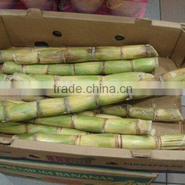 Frozen Sugarcane From VietNam QQ : 2598494113 photo-2