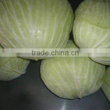 Fresh chinese flat cabbage