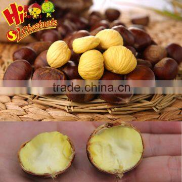 Organic Fresh Chestnut Wholesale Chestnuts Price photo-3