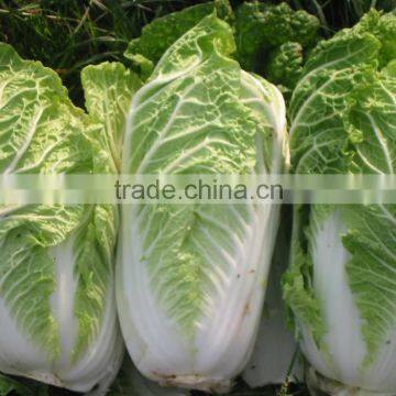 Chinese Cabbage seeds