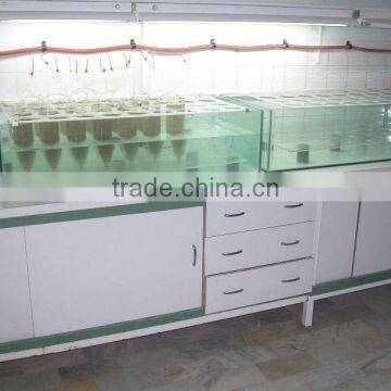 Artemia cysts fish feed