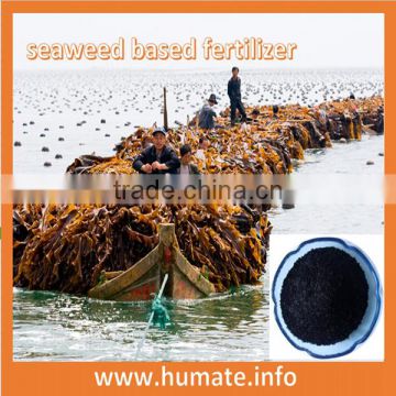 Bulk Soluble Seaweed Fertilizer/Dried Seaweed