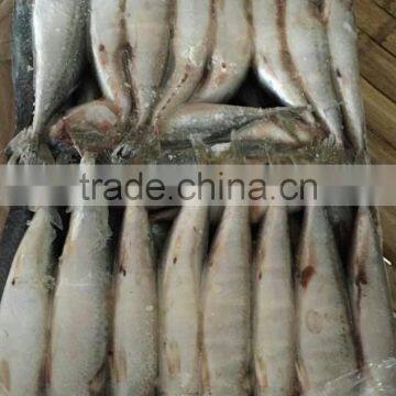 New Arrival Seafood Frozen Fish Pacific Mackerel Prices