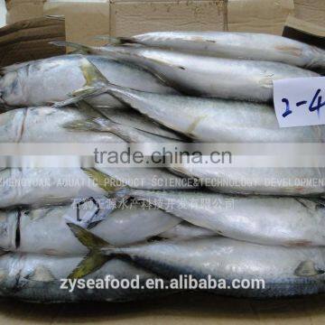 2017 new arrived great Pacific mackerel