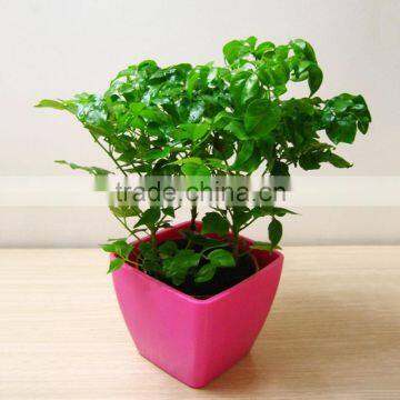 Square Office Table Plastic Flower Pot photo-3