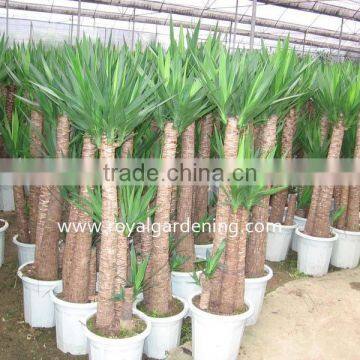 Yucca Elephantipes photo-2