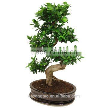 Artificial Bonsai Tree Topiary gingseng ficus bonsai tree