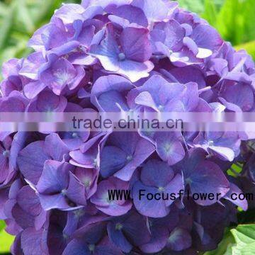 Hot Sale Fresh Cut Flower Hydrangea for Wedding Decoration photo-6