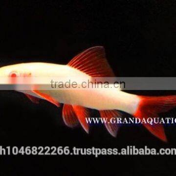 Rainbow Shark Albino / Ornamental Fish Exporter photo-2