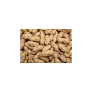 PEANUT OR GROUNDNUT photo-2