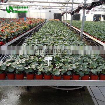 Commercial Adenium Nursery Equipment Professional Supplier