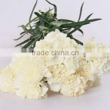 Fresh cut Snow White wholesale for fresh white carnation