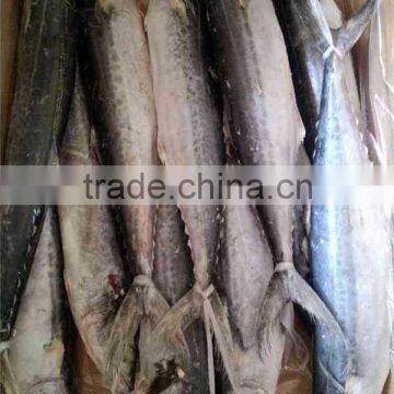 Frozen Whole round spanish mackerel (scomberomorus Niphonius)