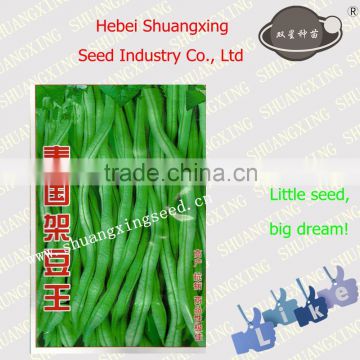 High yield quanlity SX Kidney Bean Seeds No.1408