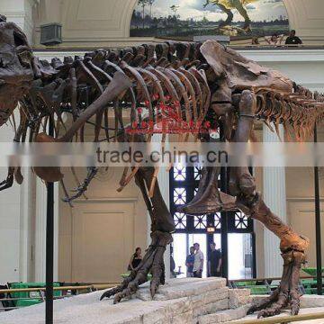 Museum Dinosaur Skeleton Replica Of T-Rex