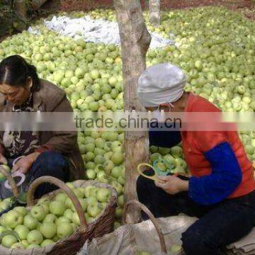 fresh golden delicious apple