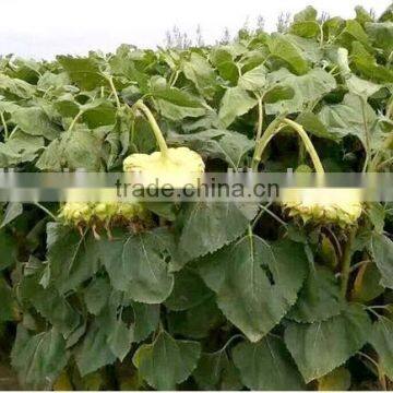 new crop chinese black sunflower seeds 363