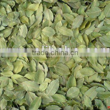 dry Laurel Bay Leaf, H.S code Laurel Leaf , Bay Leaf market , tarrif code