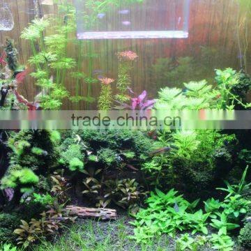 WiFi IOS Android Intelligent Freshwater Fish Live Led Aquarium Light Red and Green Cool White 24inch 180w Sunrise Sunset photo-5