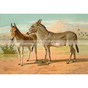 Abyssinian Male and Indian Onager Female 20x30 poster