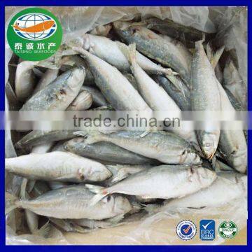 New Landing Frozen Round Scad Seafood for Tuna Bait