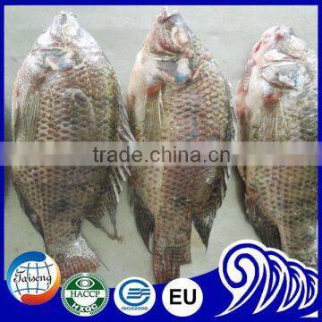 Whole Tilapia IQF IWP Gutted Scaled