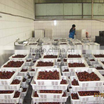 Chinese Chestnut photo-2