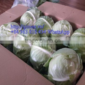 FRESH CABBAGE for sale / +84963818434 whatsapp , kakaotalk