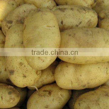 chinese fresh potato FACTORY