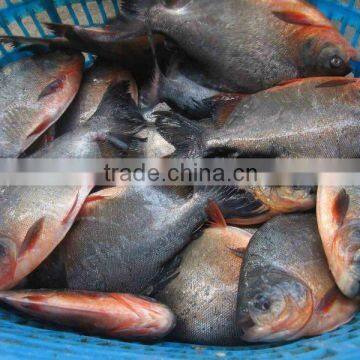 High quality frozen black pomfret 500-1000g IQF