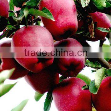 113# Huaniu Apple