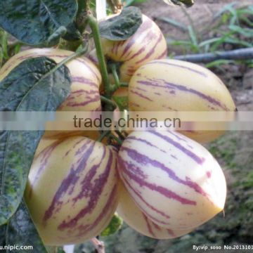 Hybrid F1 Pepino Seed Pepino Cucumber Seeds For Cultivation