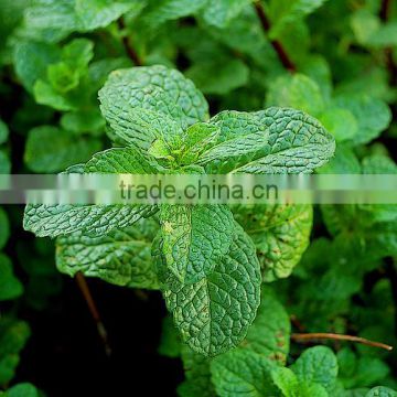 2015 Newest Peppermint Seeds For Growing