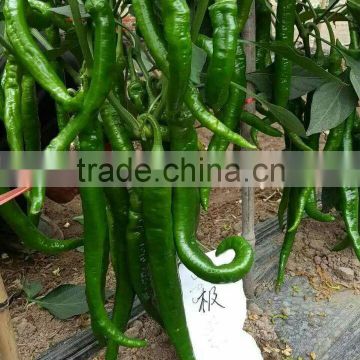 Hybrid Hot pepper seeds Chili Seeds for growing-Ji 112