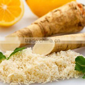 horseradish root plant supplier