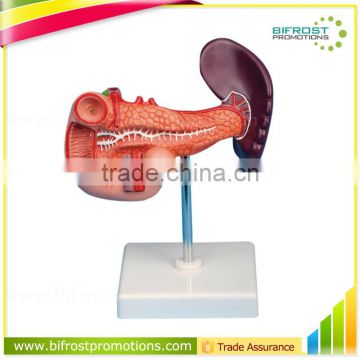 Pancreas Spleen Duodenum Teaching Organs Human Body Anatomy Model