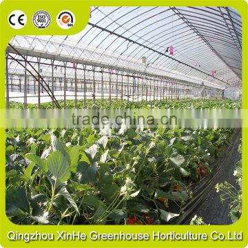 High Quality Hydroponic Greenhouse Wholesale