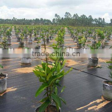 Agrotextile Ground Covers photo-3