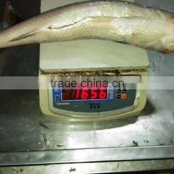 Land Frozen Grey Mullet Whole Round With Size 1500-2000g photo-2