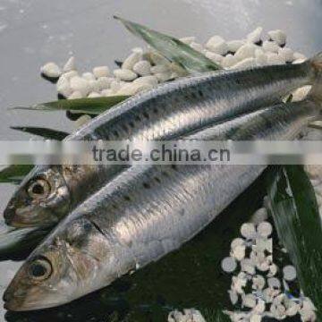 W/R frozen sardine 80-120g for canning or market