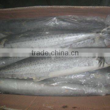 Frozen spanish mackerel 300+g