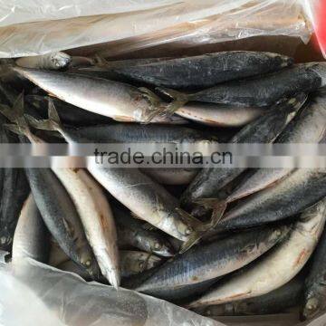 2016 Landing Sea Frozen Mackerel 200-250g photo-5