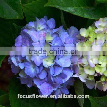 Natural Flower Fresh Cut Hydrangea With Variety of Colors