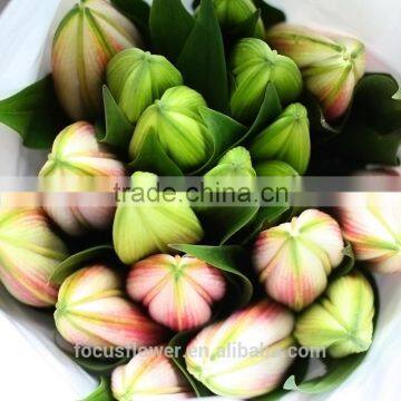 2017 Hot-sale Different Types Of Oriental Lilies Flowers From Kunming