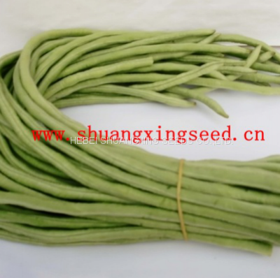 Wide Adaptability Early Maturity Four Seasons Long Green Bean Seeds for Planting photo-2