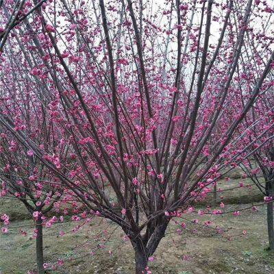 Price of Red Plum Trees With a Ground Diameter of 8 Cm. Direct Sales From the Base Nursery. Dug and Sold on the Spot. Good Quality and High Survival Rate. photo-2