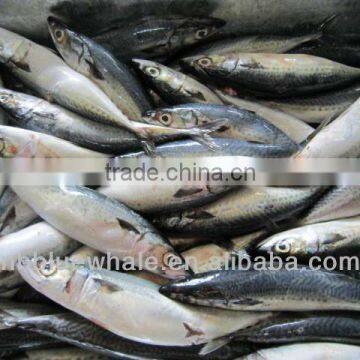 Scomber Japonicus Frozen Pacific Mackerel