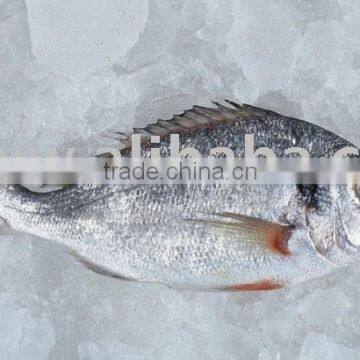 BEST QUALITY FRESH CHILLED SEA BREAM